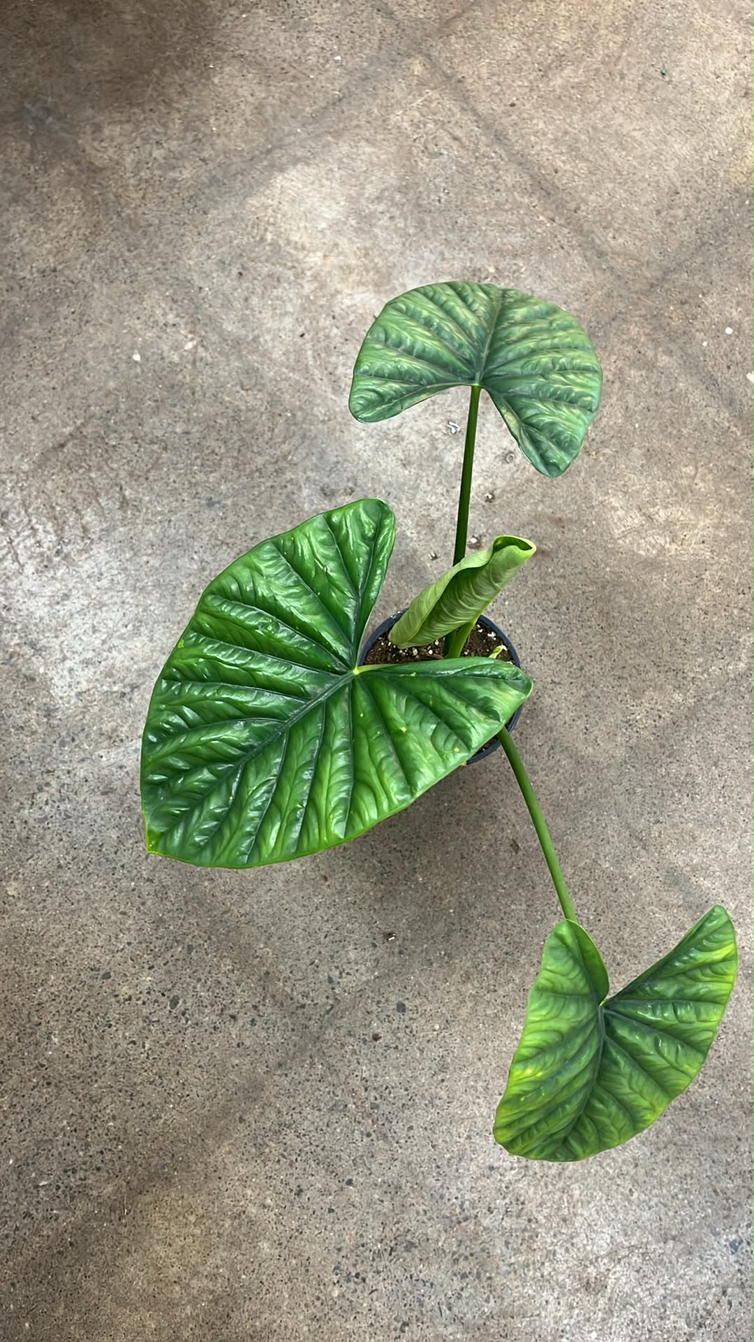 Alocasia Lukiwan