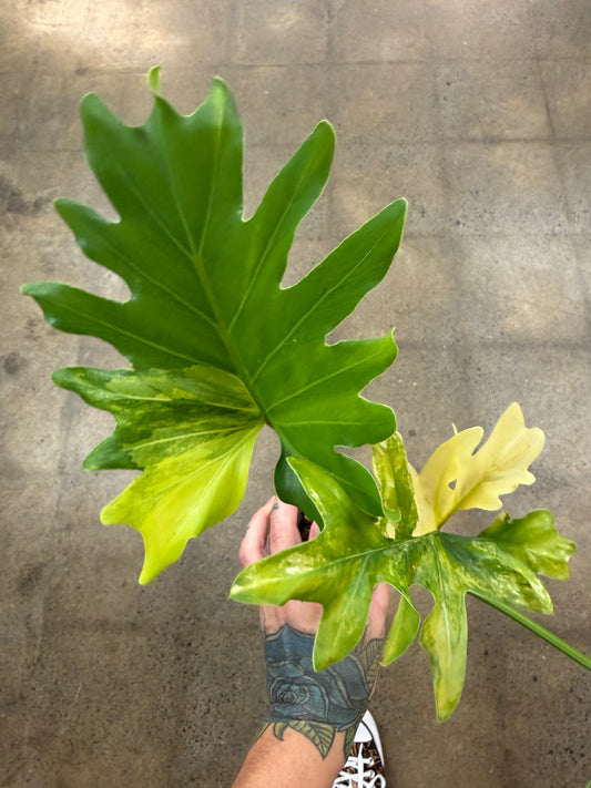 Philodendron Selloum Variegated