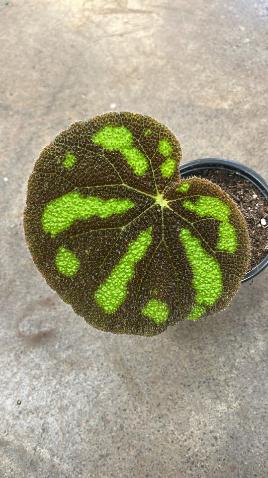 Bégonia Boulder