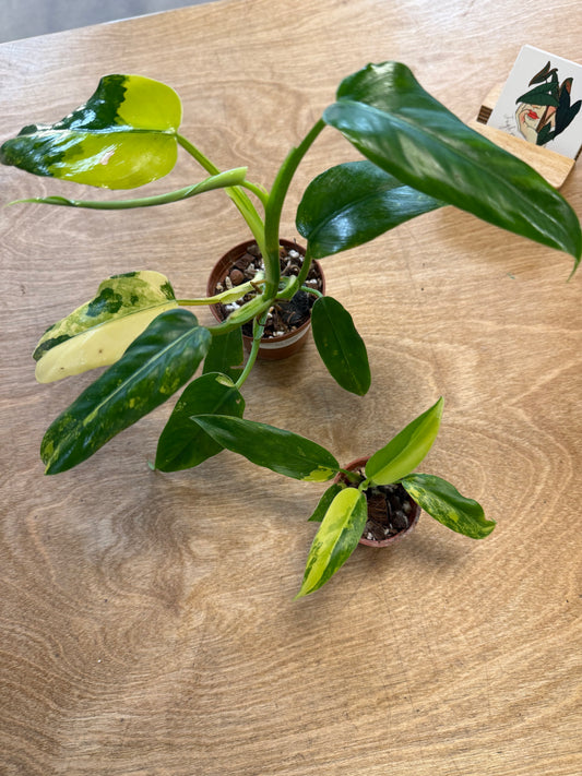 Philodendron Domesticum