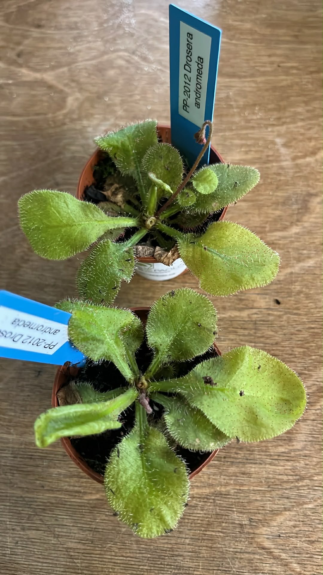 Drosera Mixte
