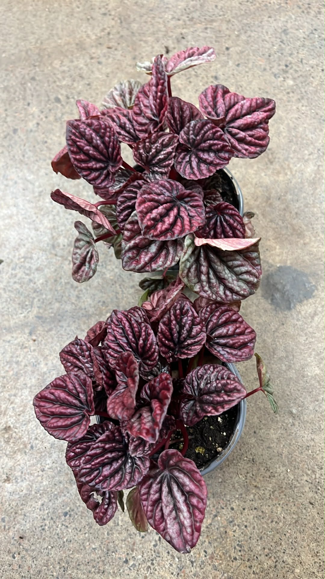 Peperomia Red Luna