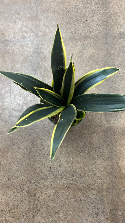 Sansevière Black Gold