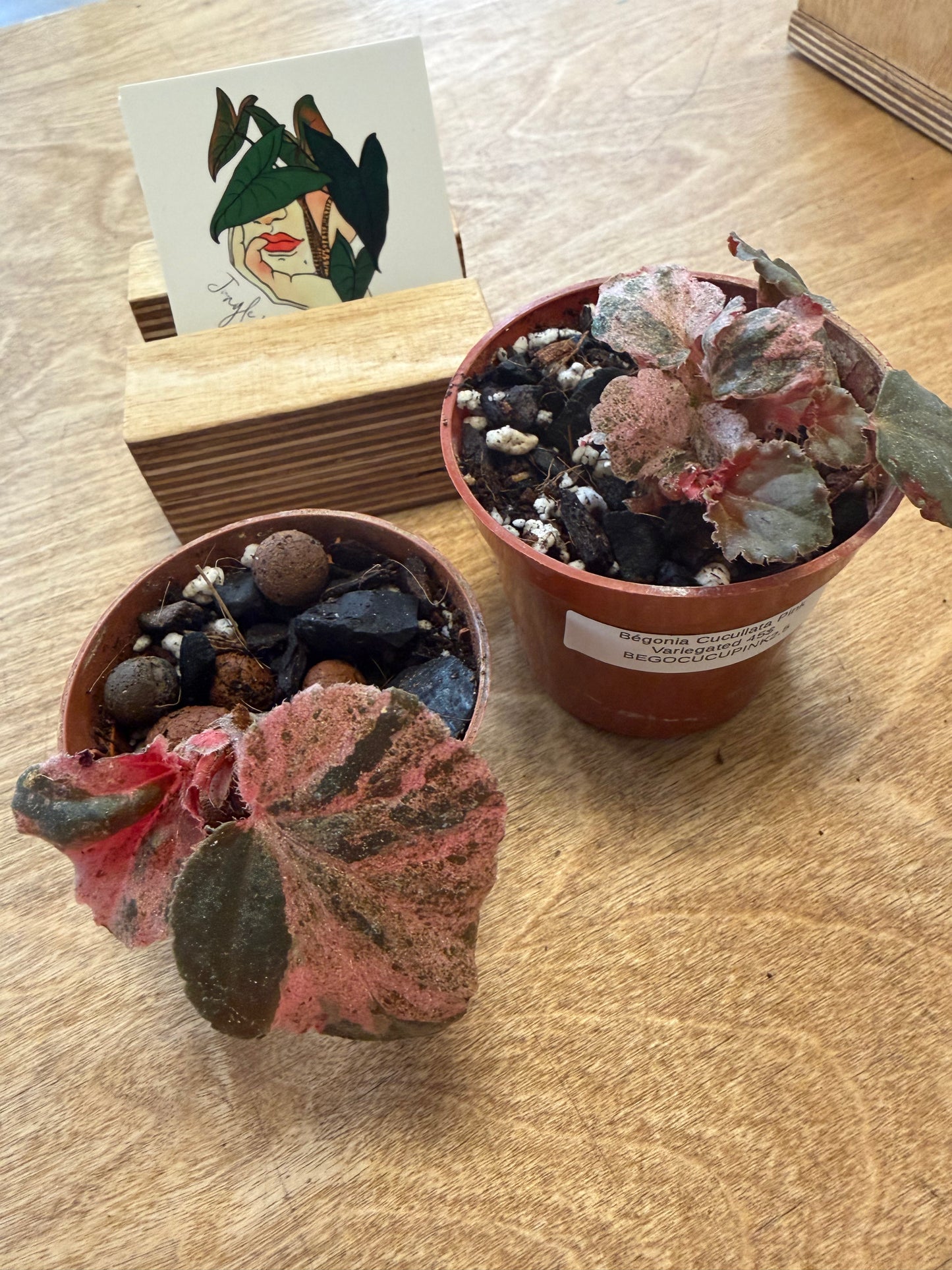 Bégonia Cucullata Pink Variegated