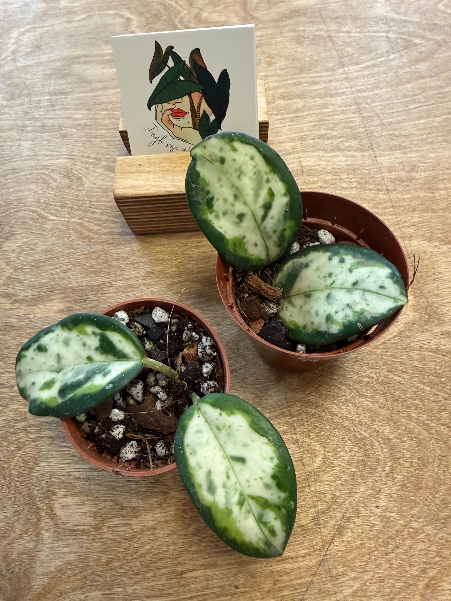 Hoya Carnosa Madara Green Edge