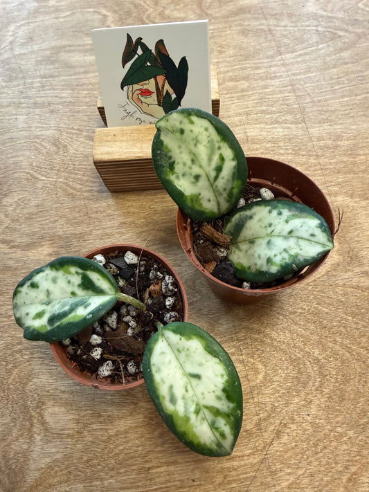 Hoya Carnosa Madara Green Edge