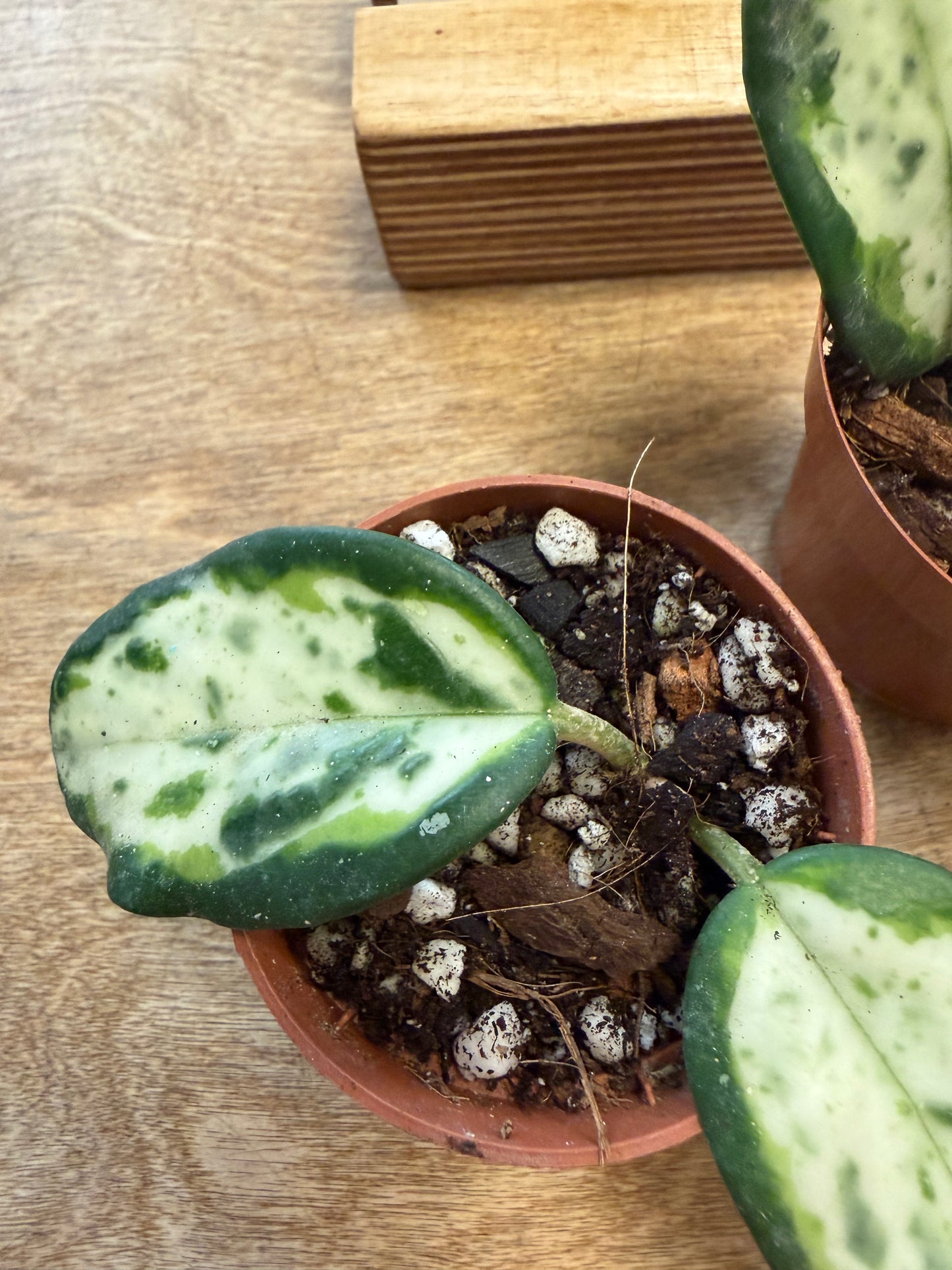 Hoya Carnosa Madara Green Edge