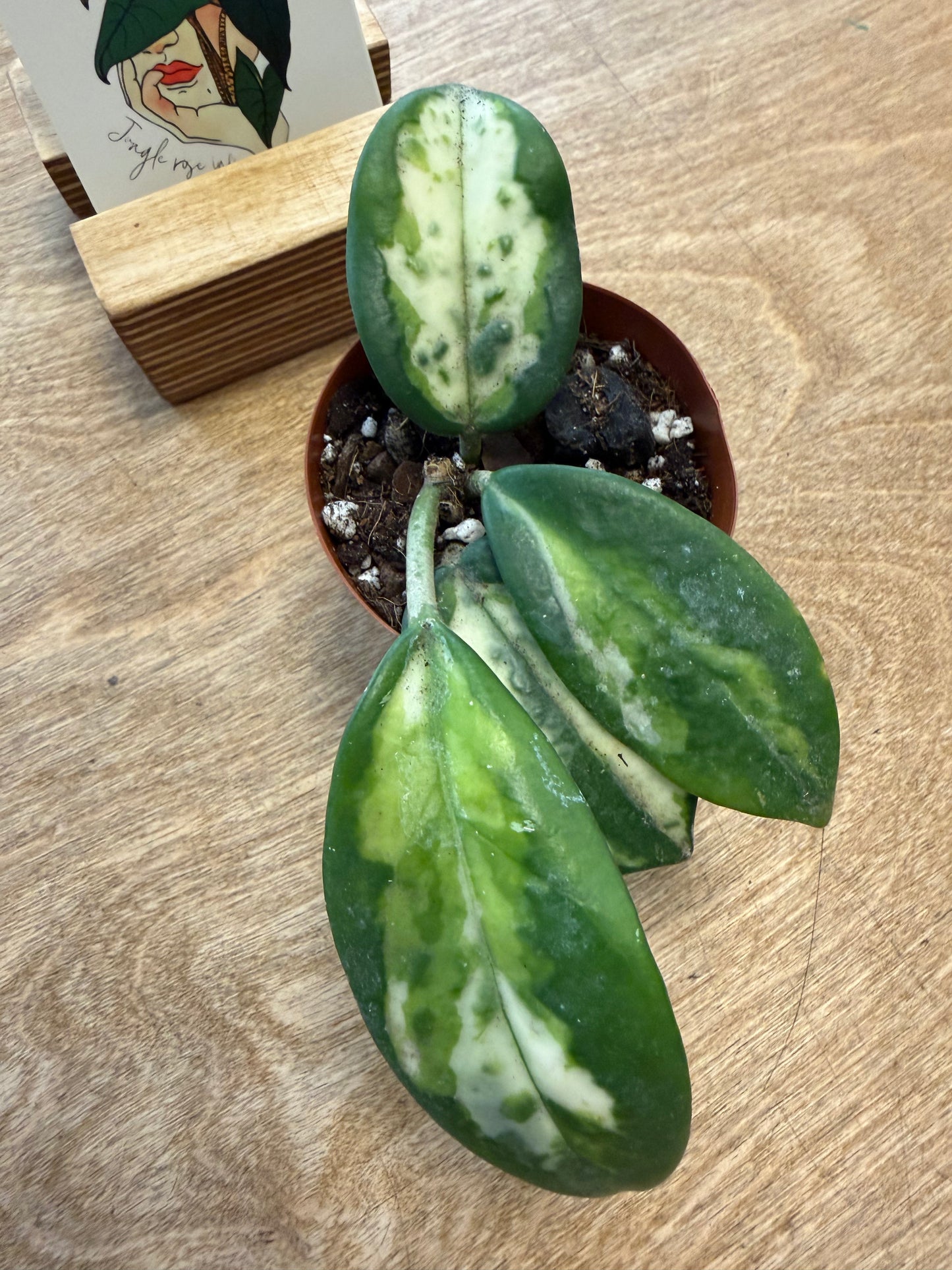 Hoya Carnosa Madara Green Edge