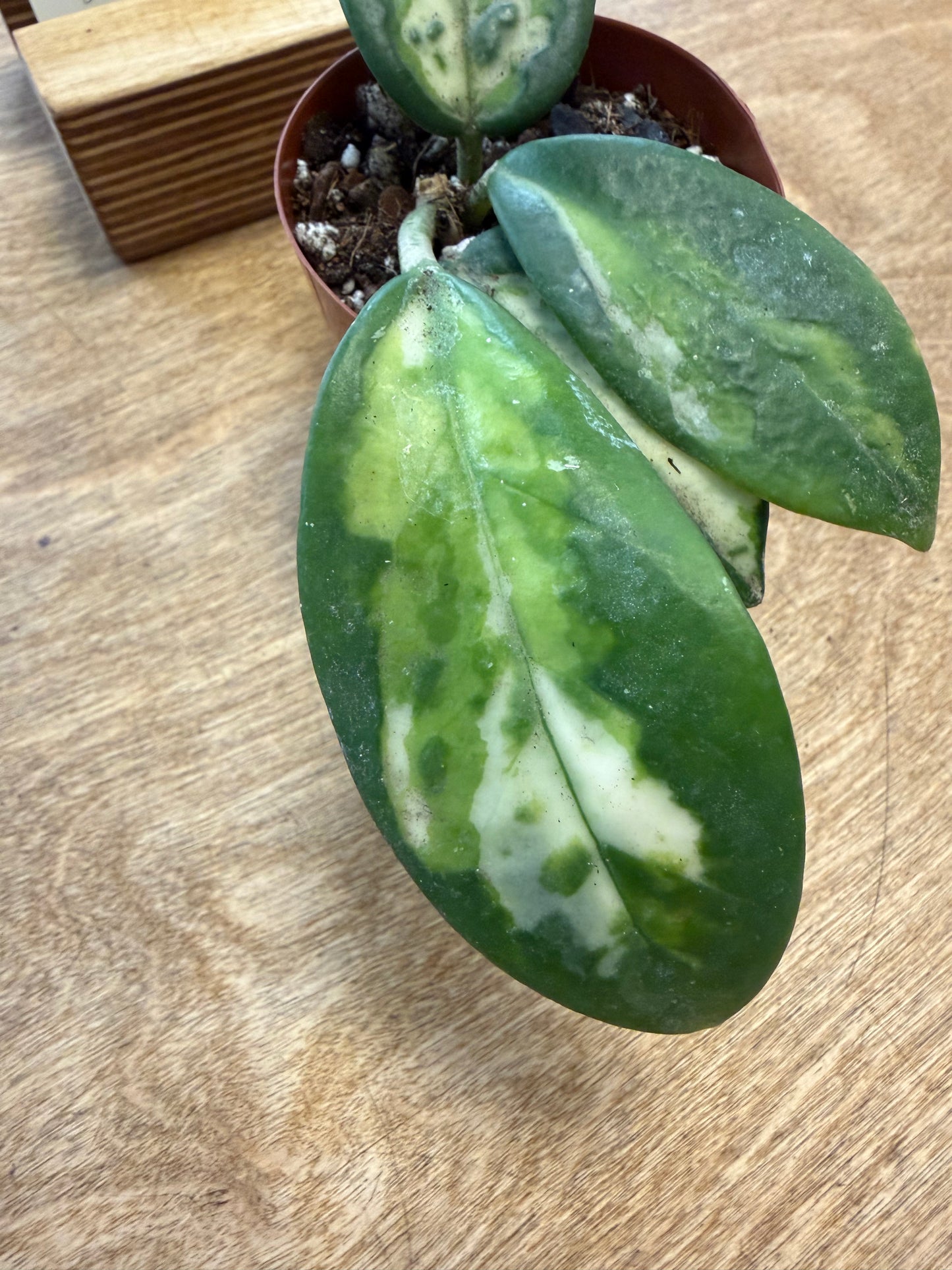 Hoya Carnosa Madara Green Edge