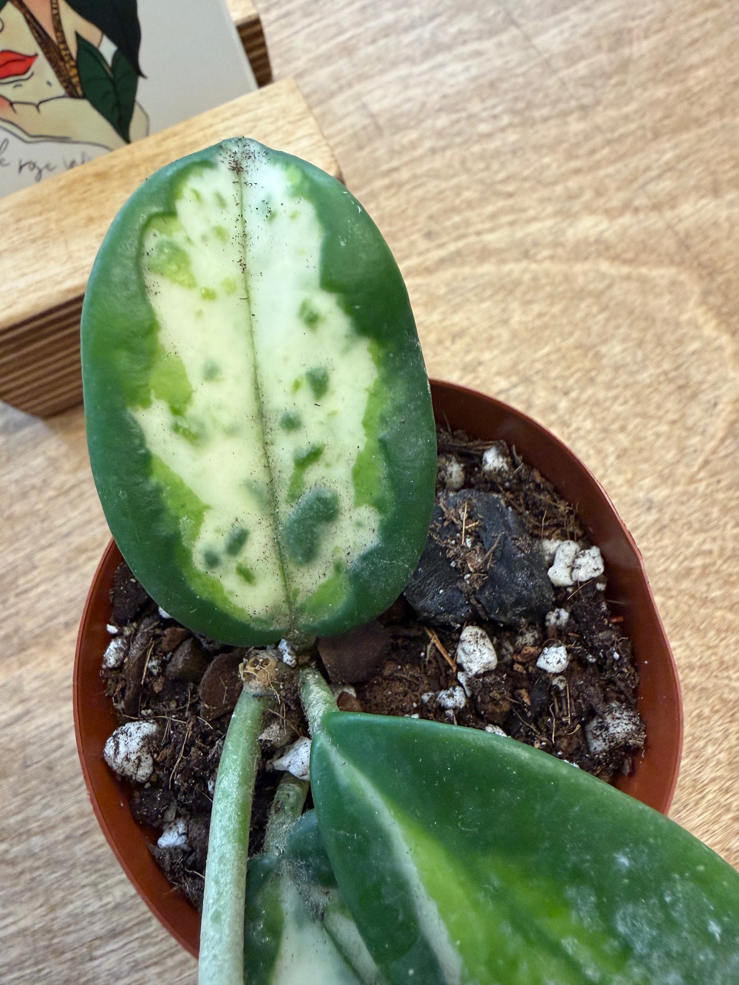 Hoya Carnosa Madara Green Edge