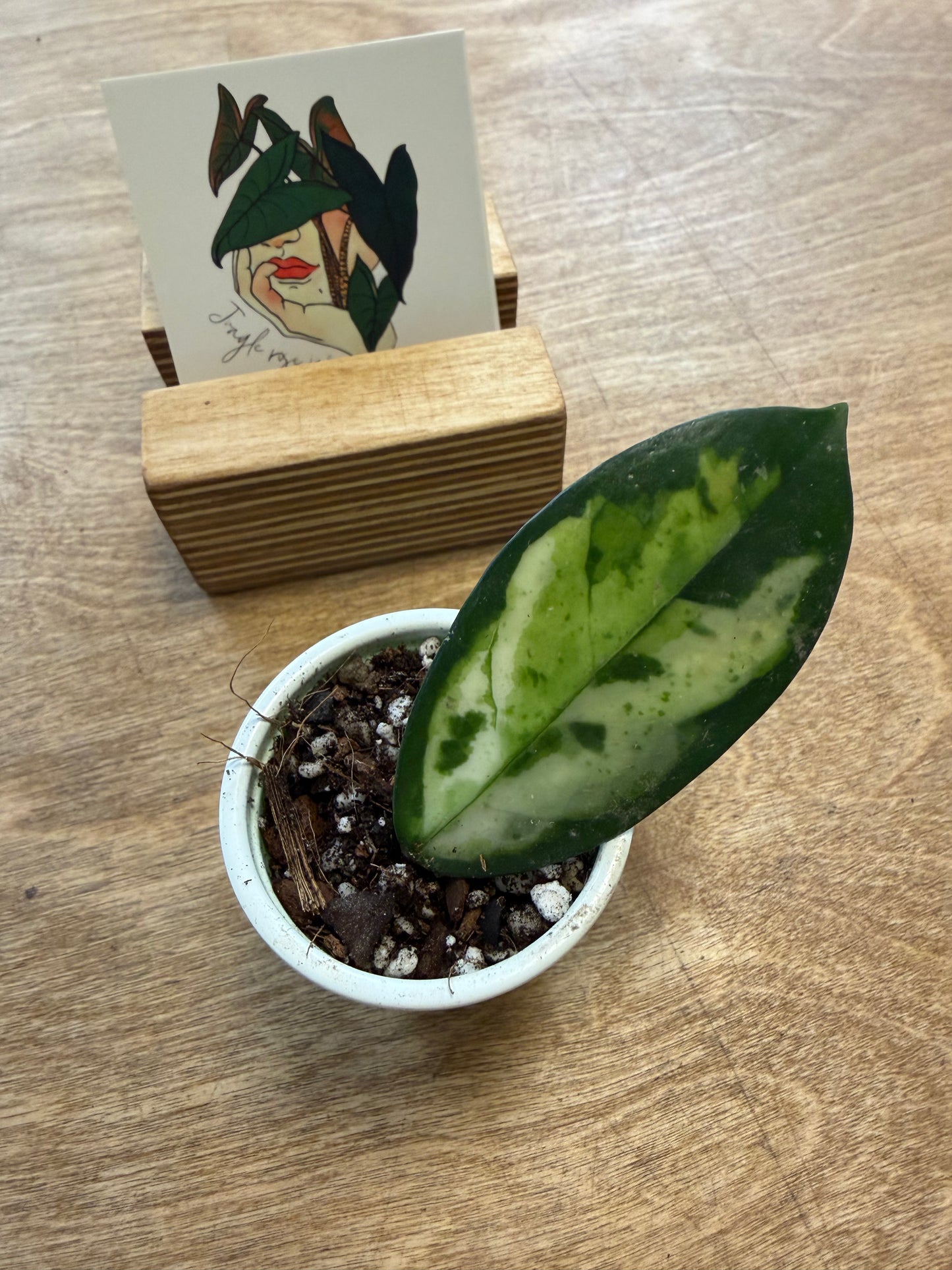 Hoya Carnosa Madara Green Edge