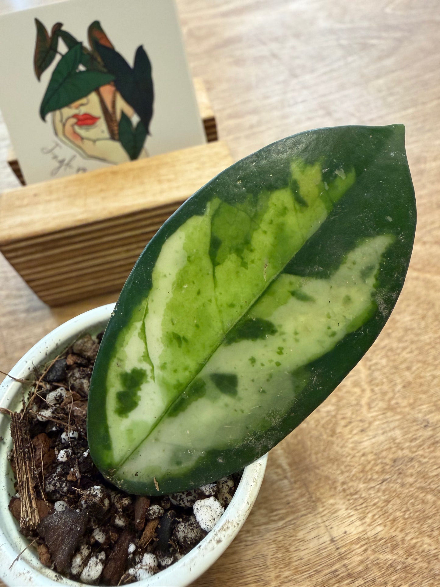 Hoya Carnosa Madara Green Edge
