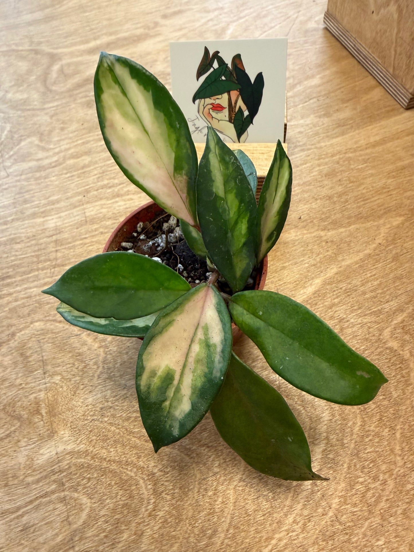 Hoya Carnosa Tricolor