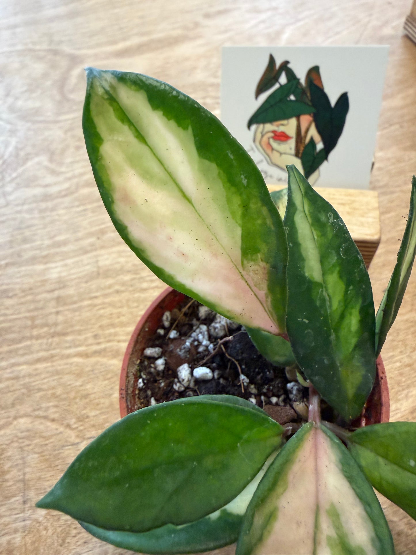 Hoya Carnosa Tricolor
