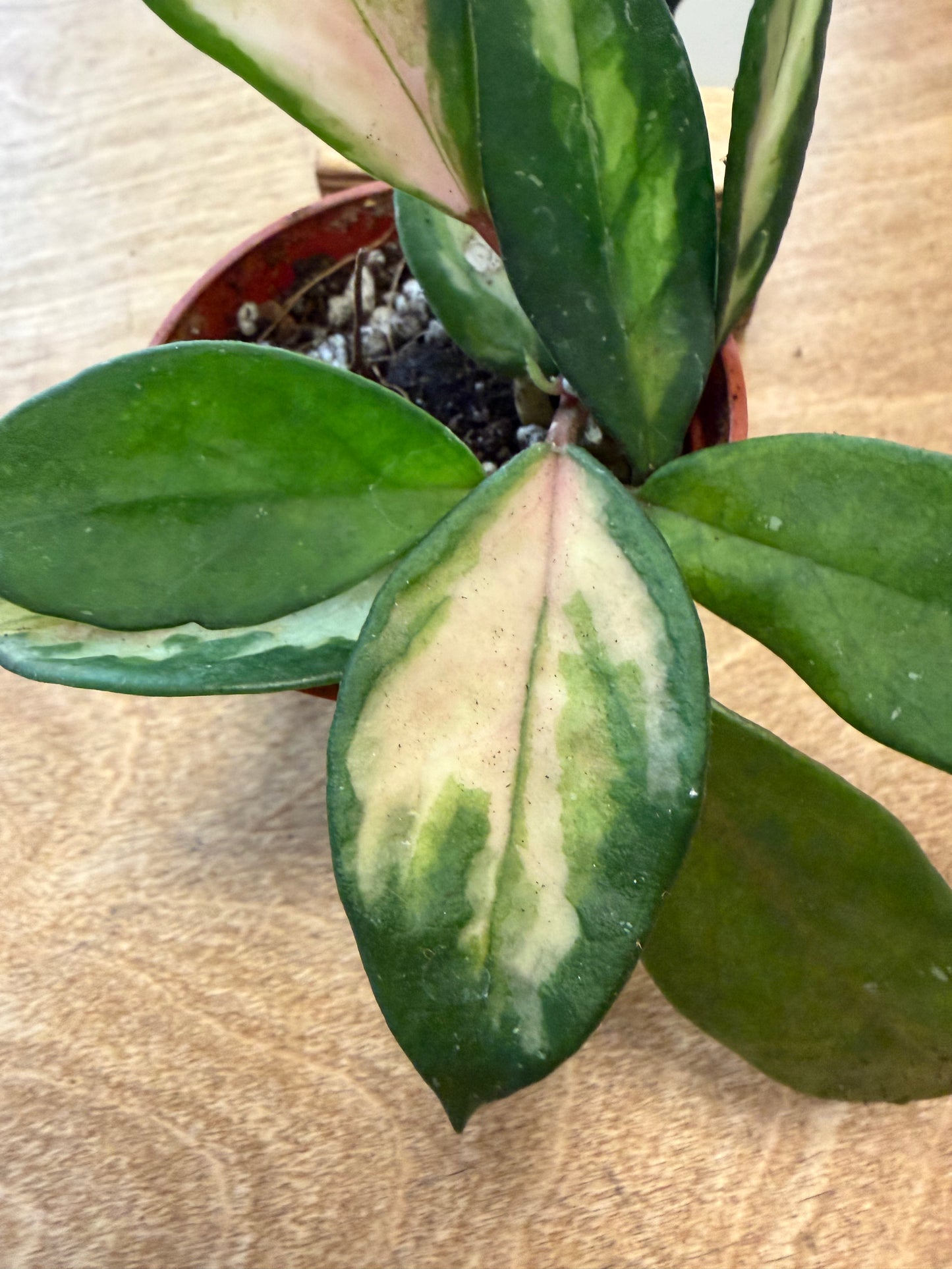 Hoya Carnosa Tricolor