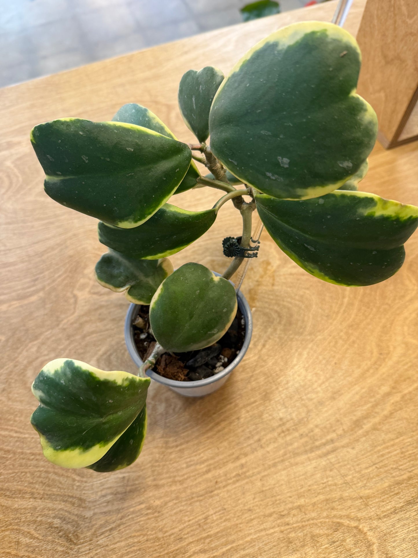 Hoya Kerri Variegated