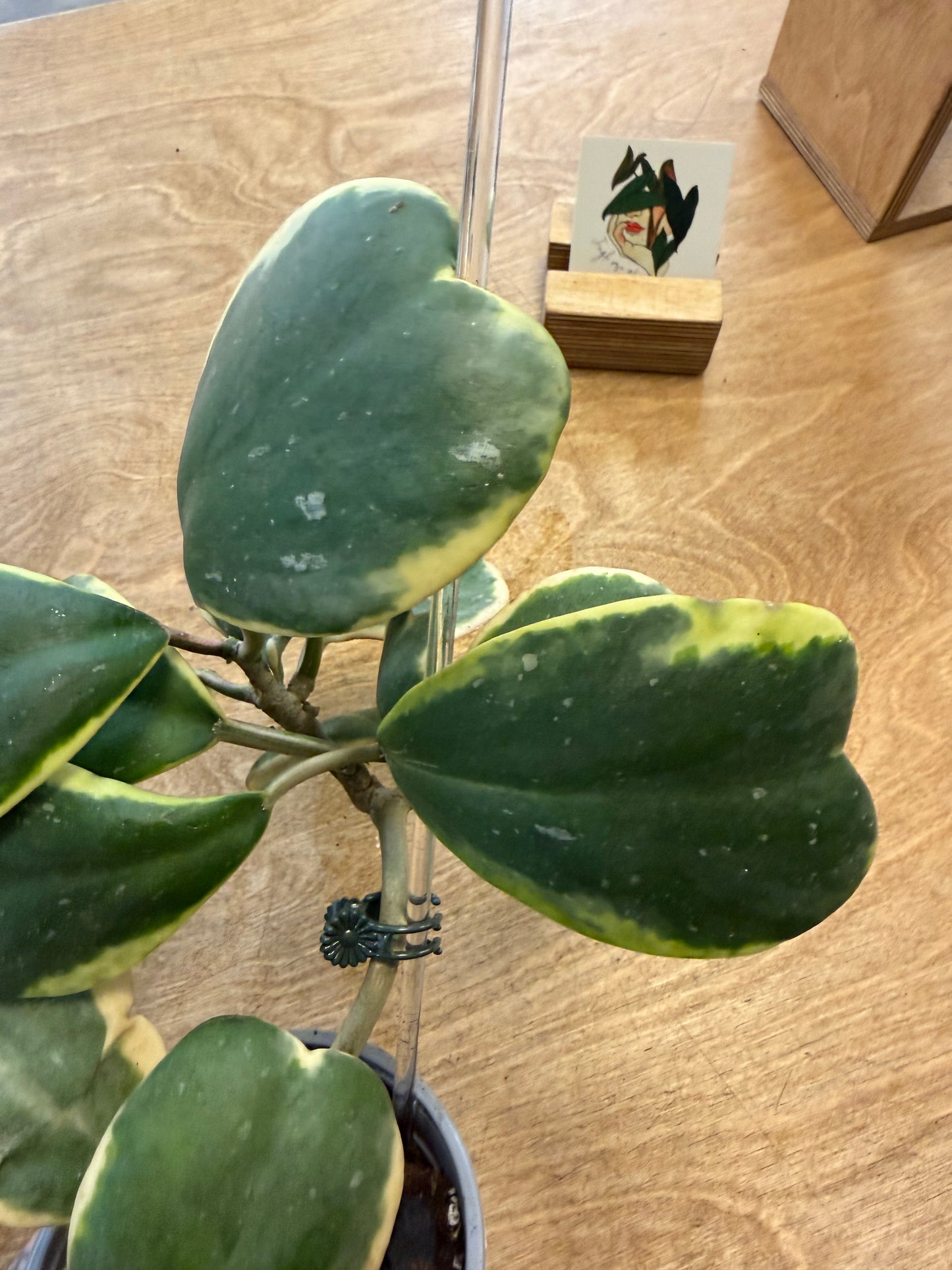 Hoya Kerri Variegated