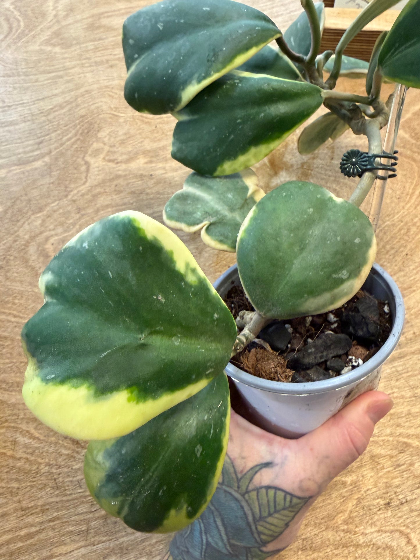 Hoya Kerri Variegated