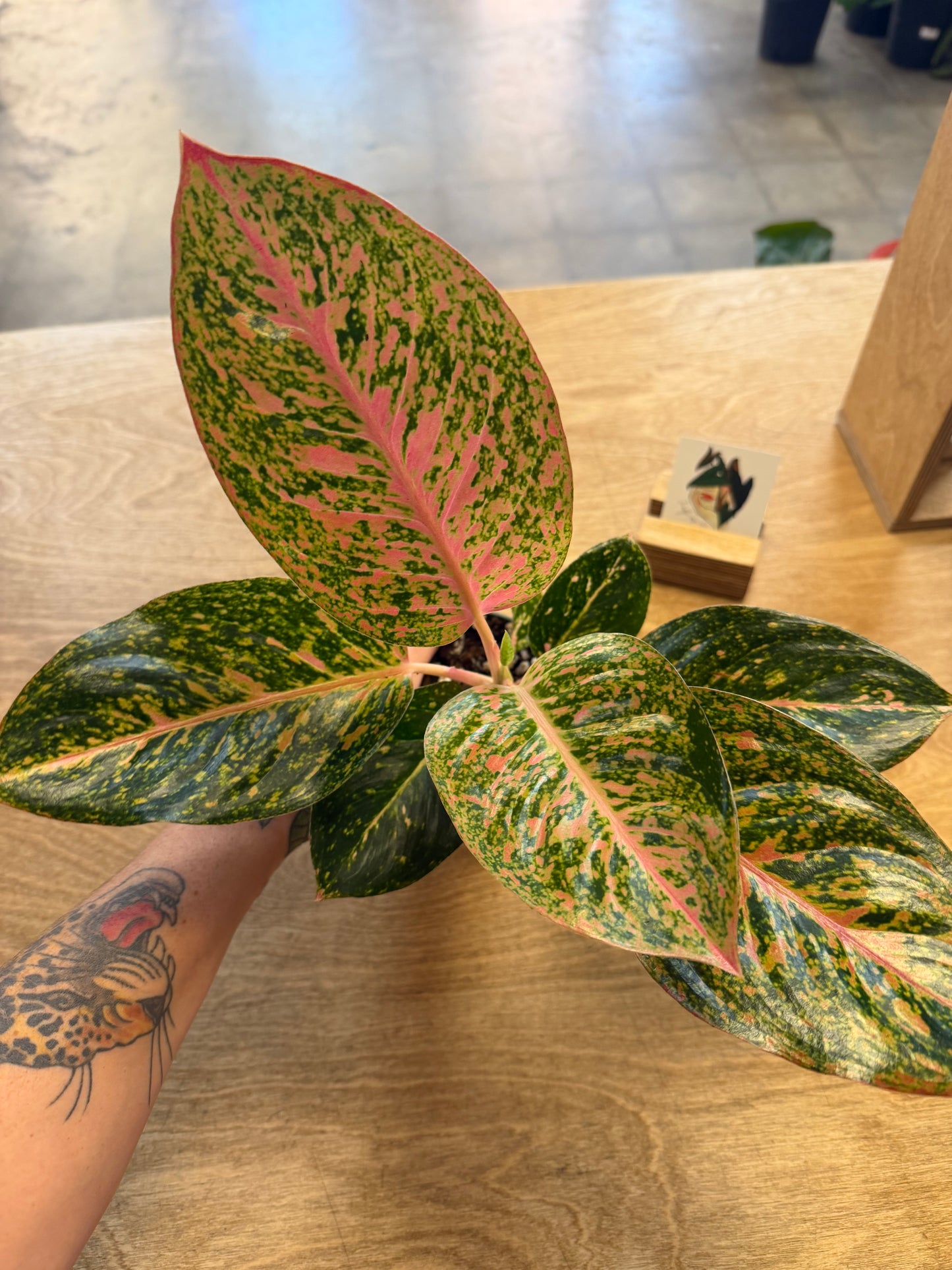 Aglaonema Gelly Red