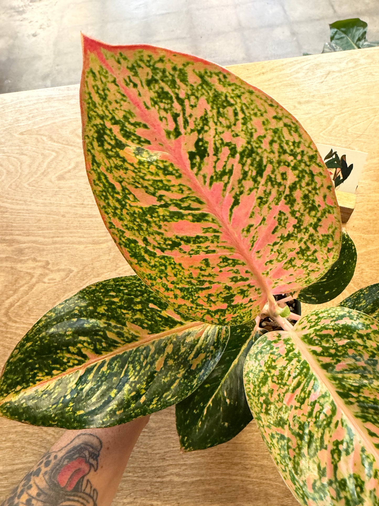 Aglaonema Gelly Red