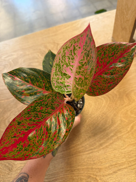 Aglaonema Stardust