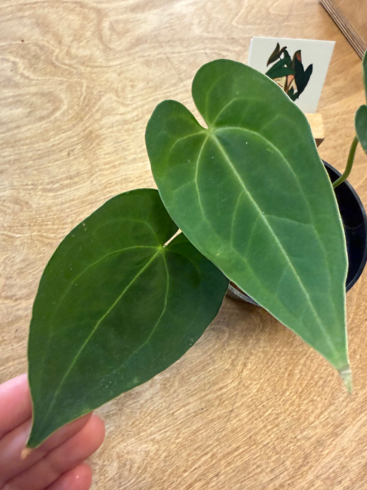 Anthurium Bundle NO ID