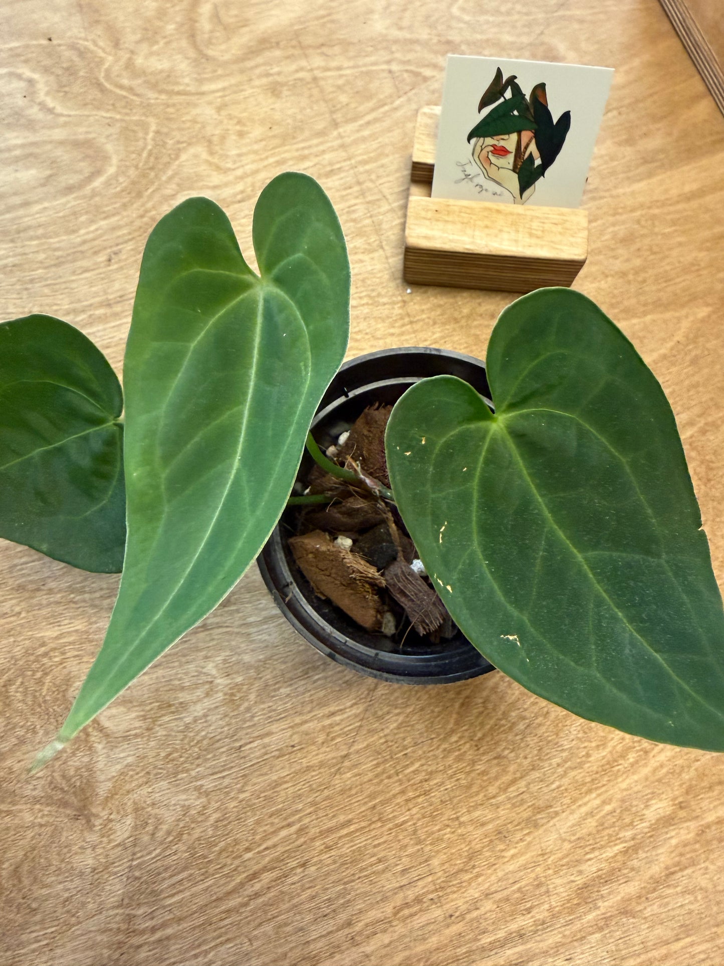 Anthurium Bundle NO ID