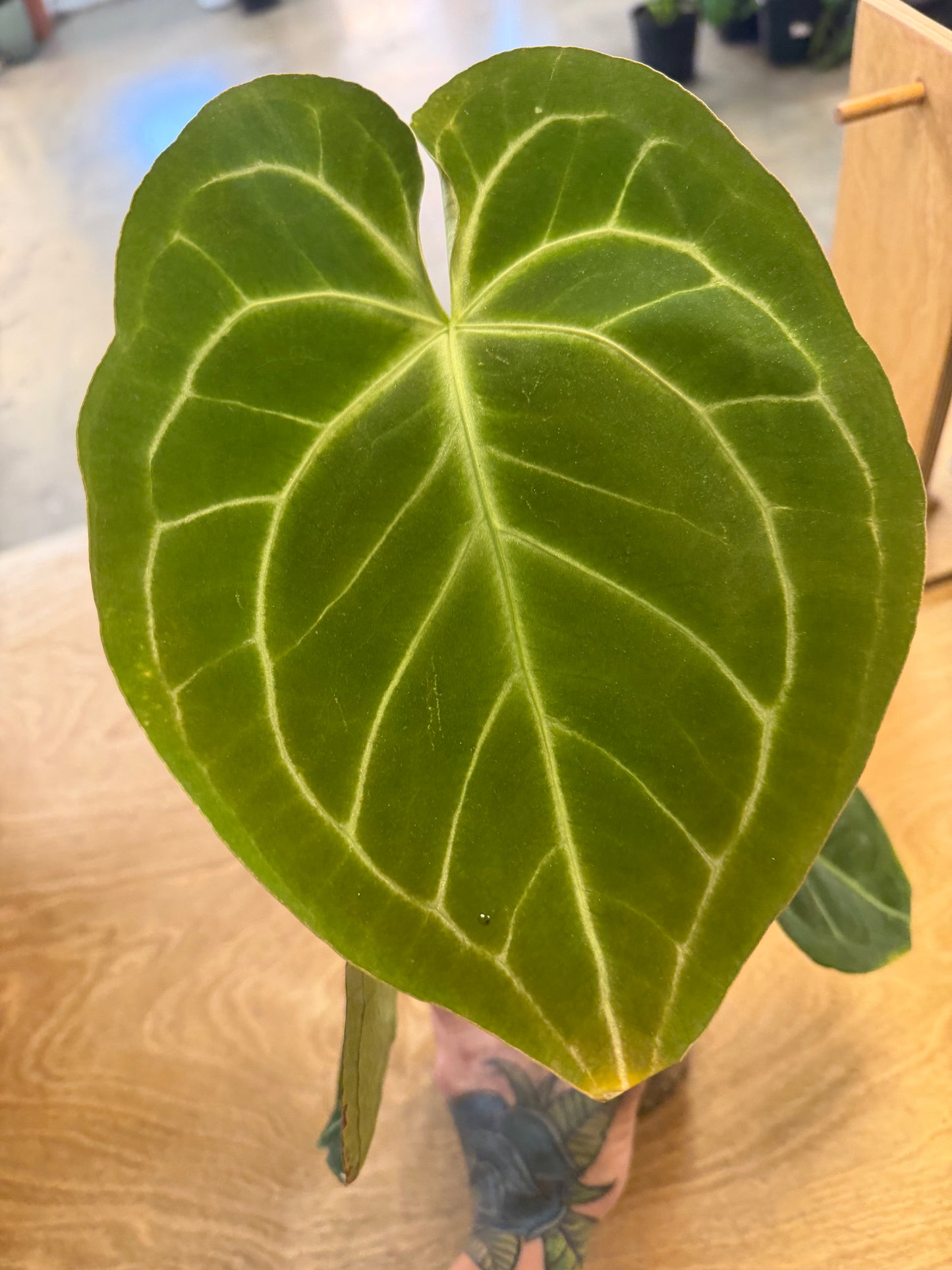 Anthurium Bundle NO ID