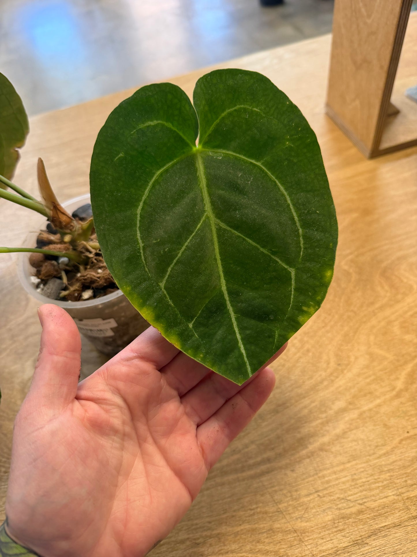 Anthurium Bundle NO ID