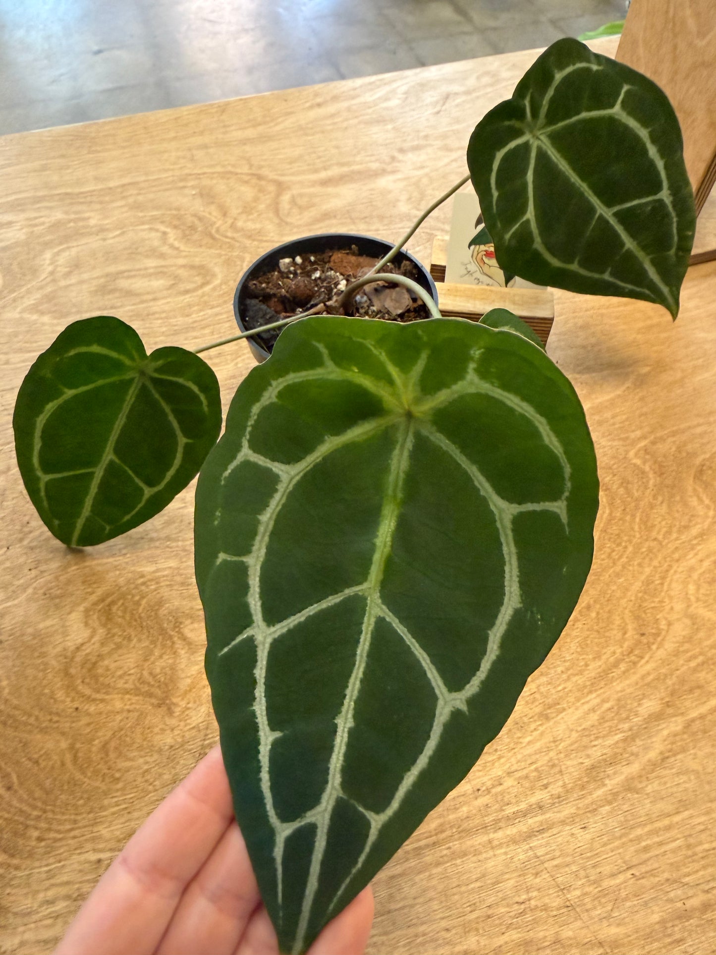 Anthurium Bundle NO ID