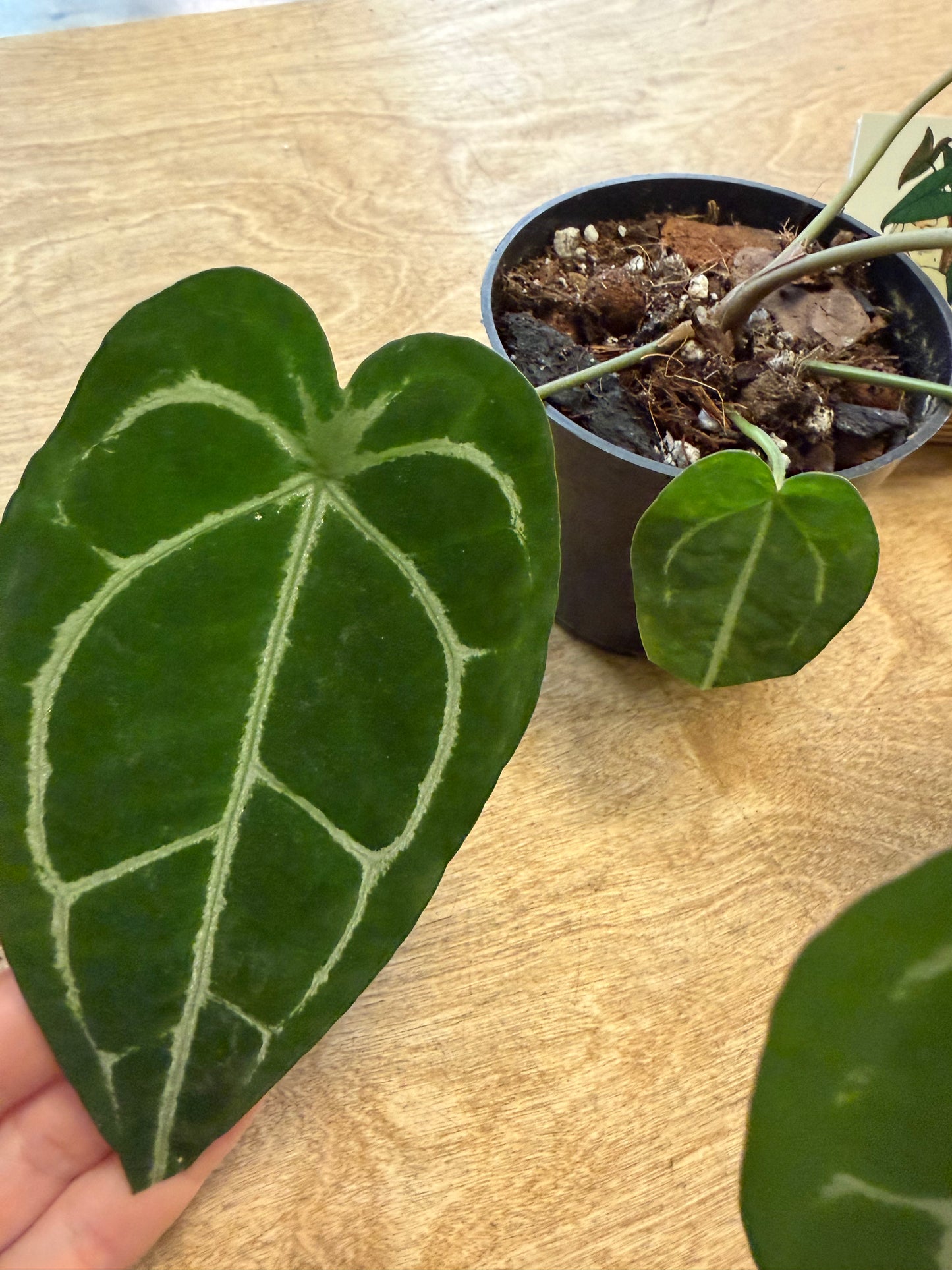 Anthurium Bundle NO ID