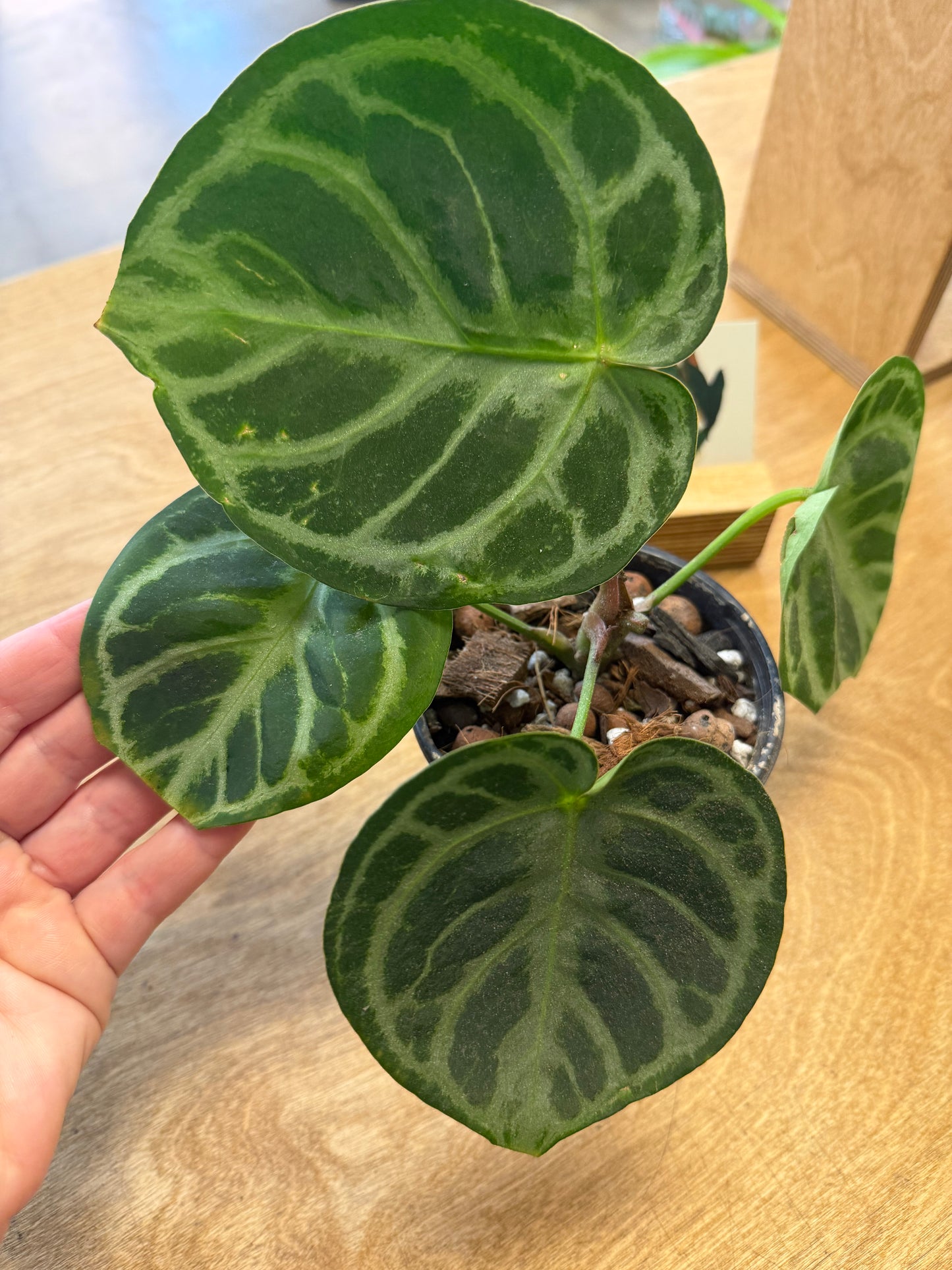 Anthurium Bundle NO ID