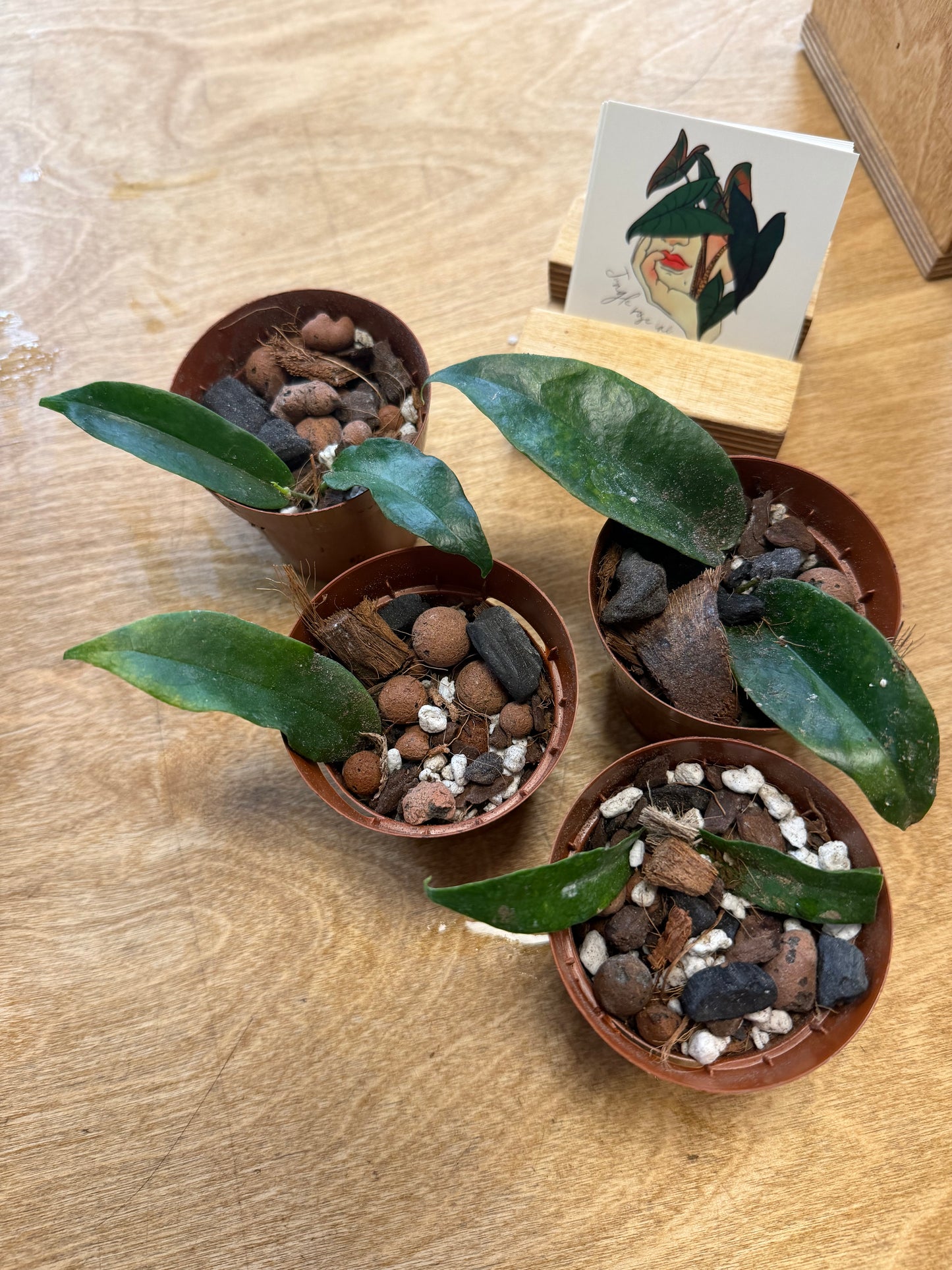 Hoya Wallichii