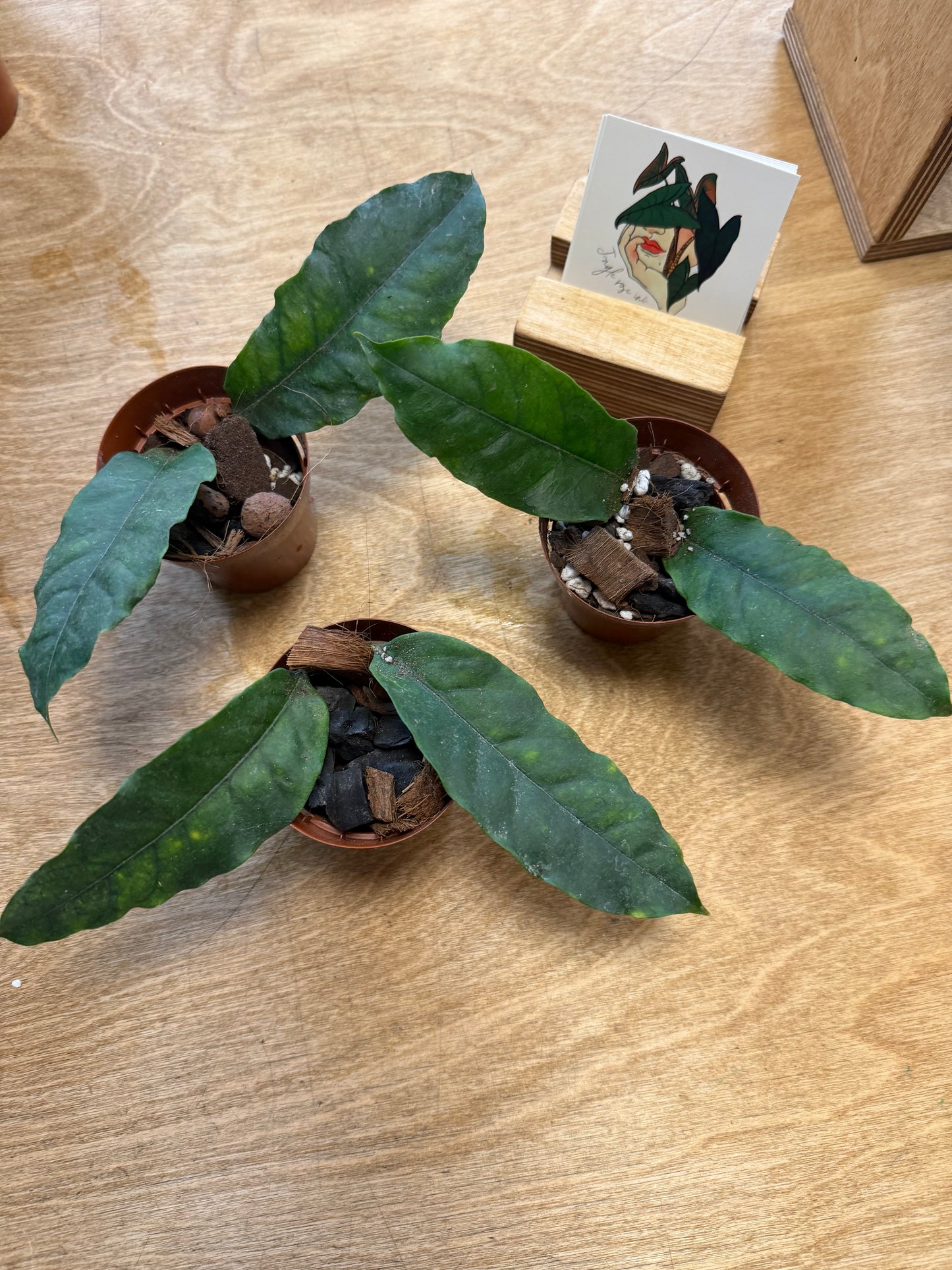 Hoya Multiflora