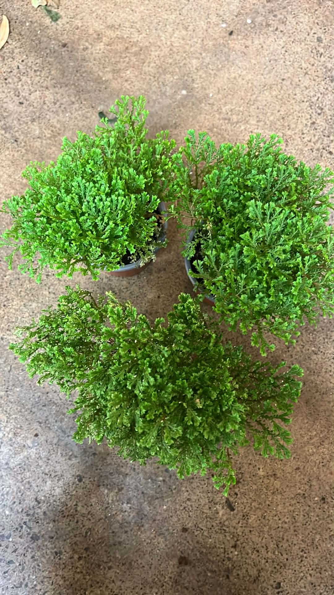 Fern Selaginella Emelliana