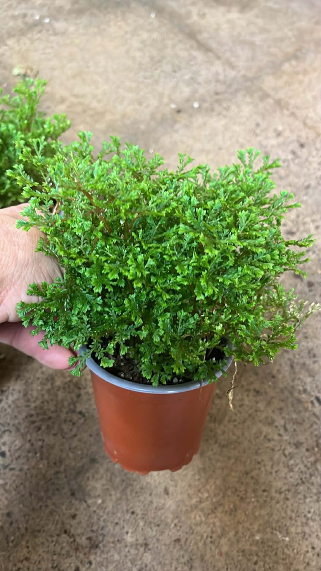 Fern Selaginella Emelliana