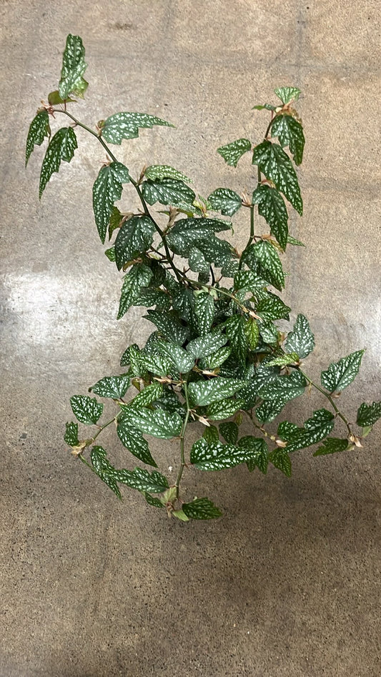 Bégonia Medora