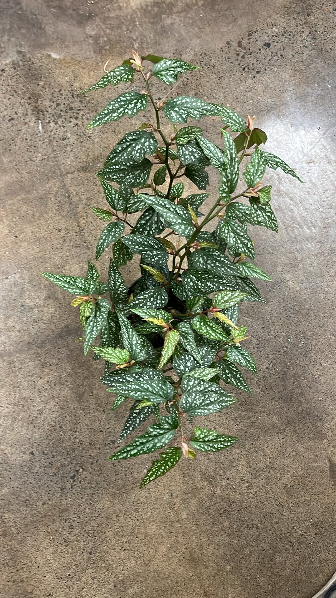 Bégonia Medora