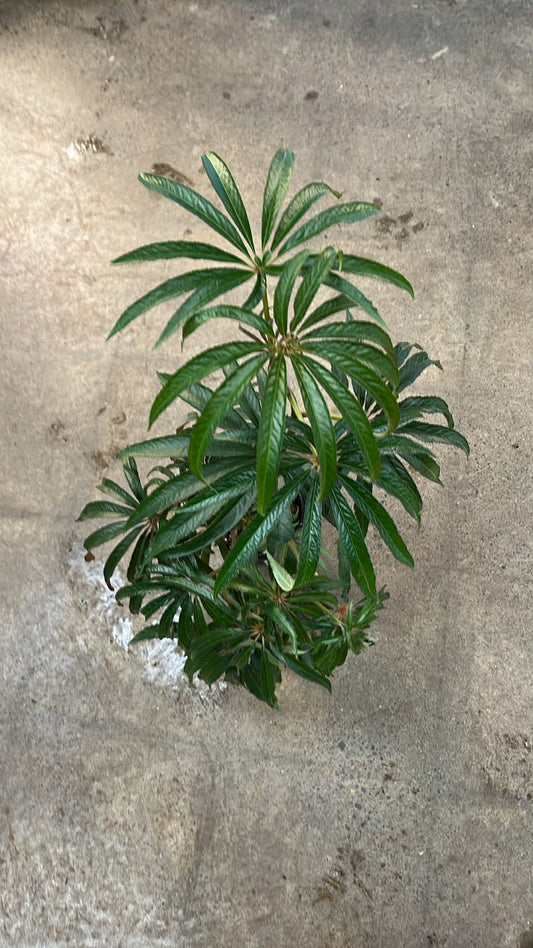 Bégonia Luxurians