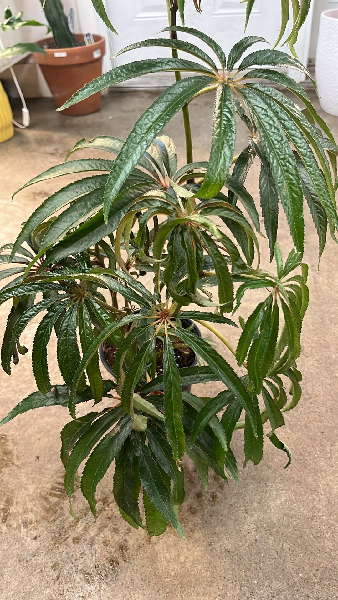 Bégonia Luxurians