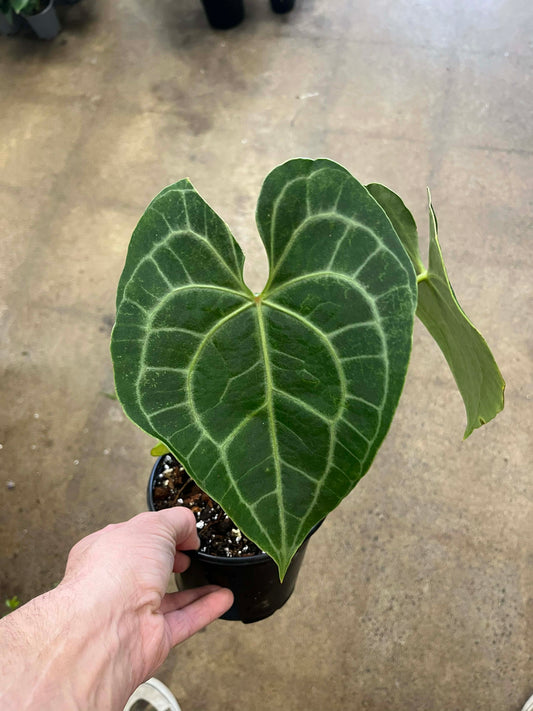 Anthurium Clarinervium