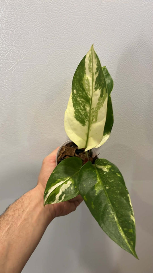 Anthurium hookeri variegata