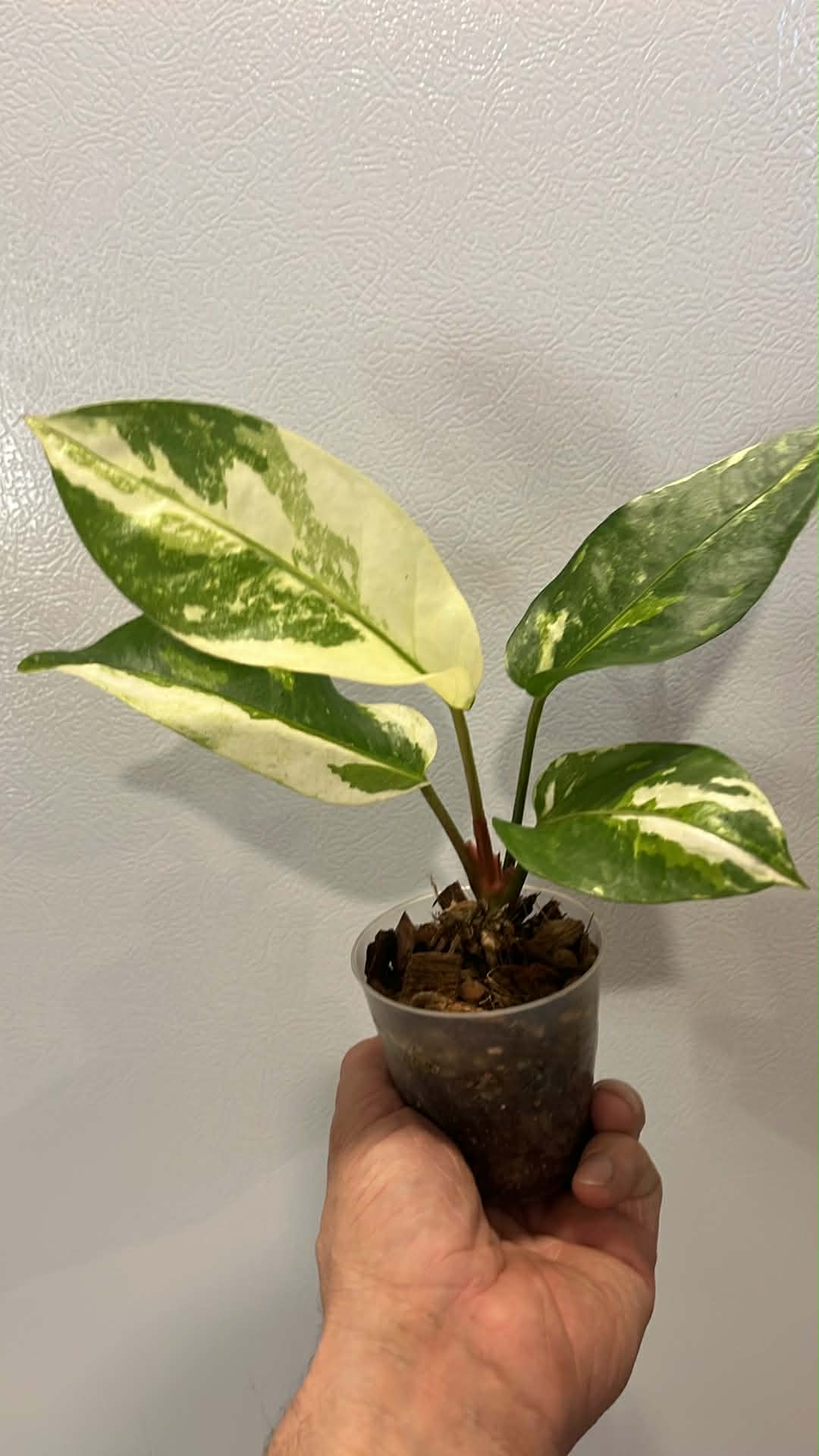 Anthurium hookeri variegata