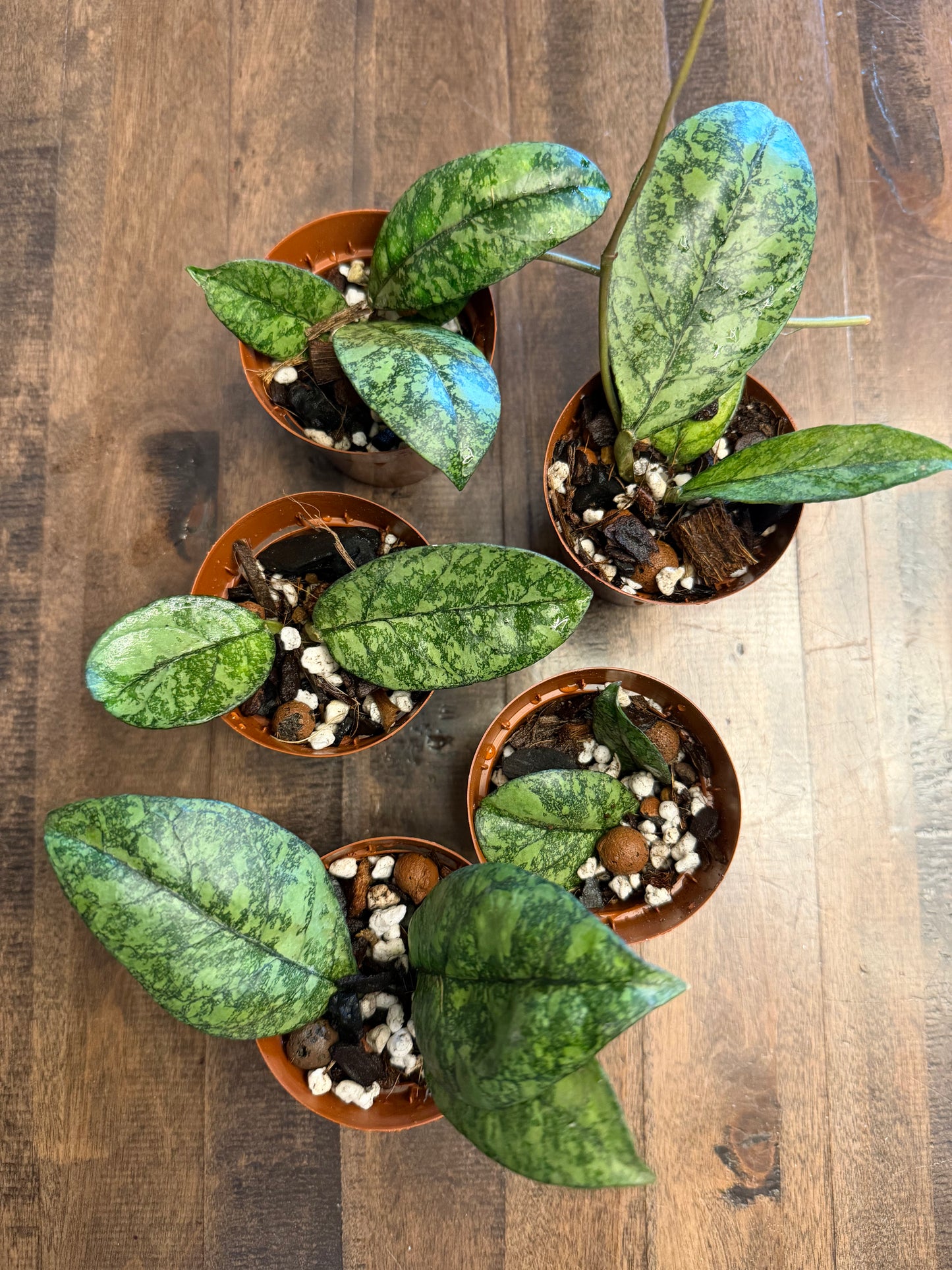 Hoya Crassipetiolata Splash x Michele clone 2