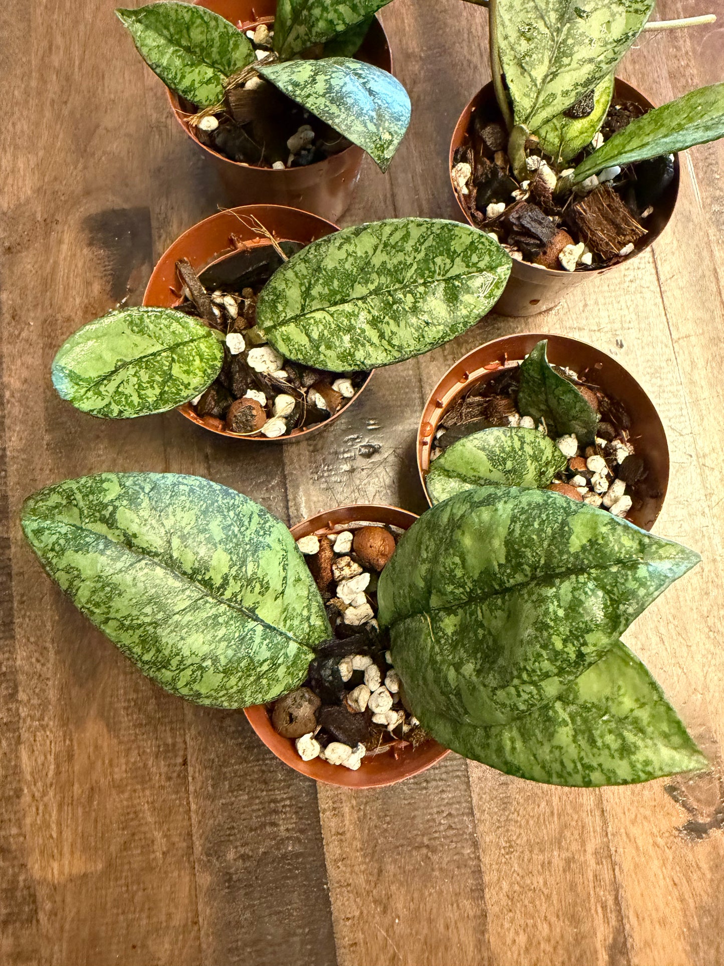 Hoya Crassipetiolata Splash x Michele clone 2