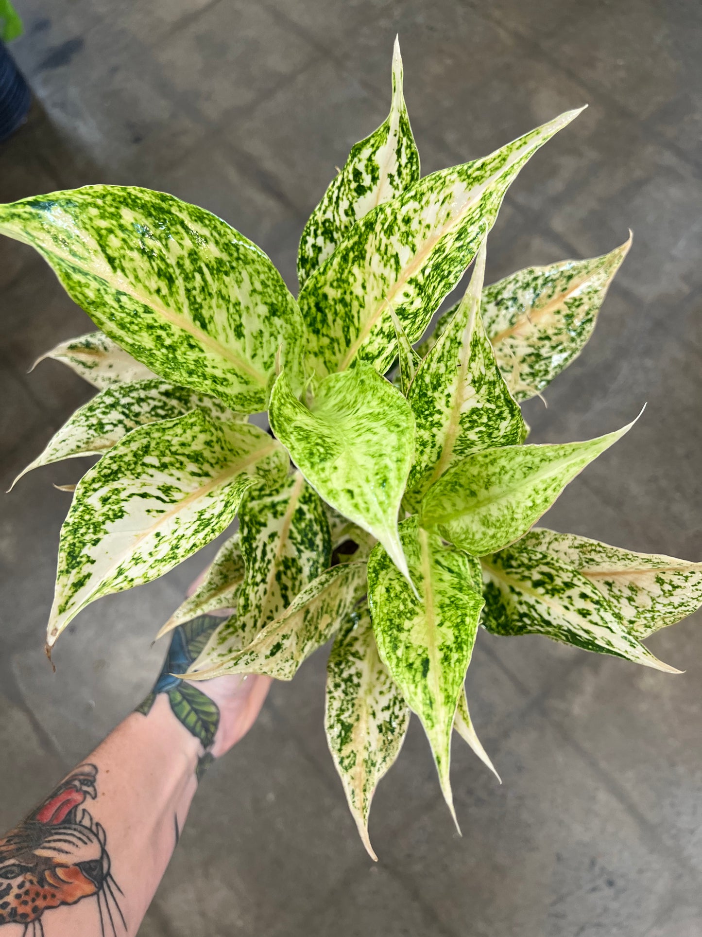 Aglaonema Lochai