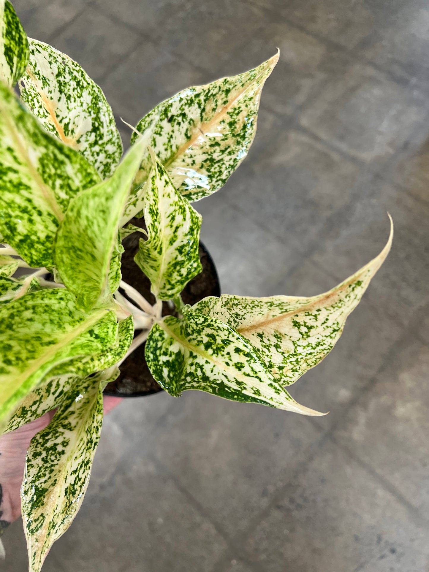 Aglaonema Lochai