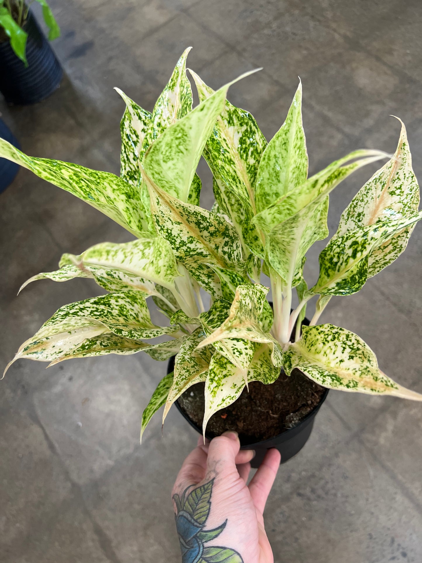 Aglaonema Lochai