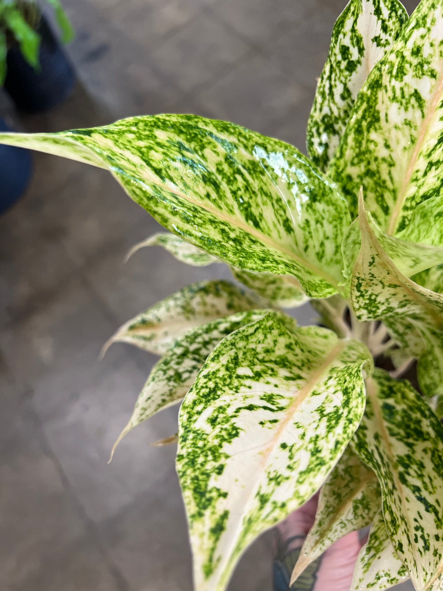 Aglaonema Lochai