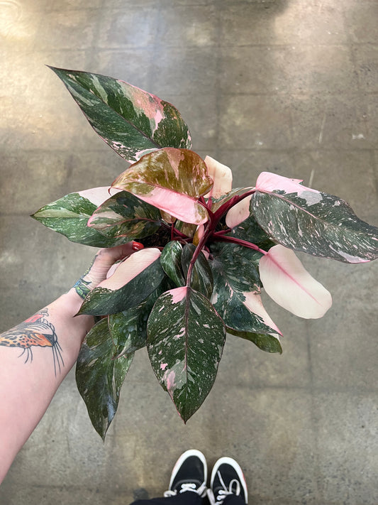 Philodendron Pink Marble Naomi